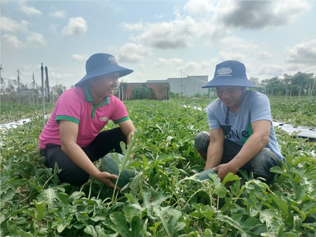 Trái cây cận tết giá cao, nông dân Tiền Giang phấn khởi (08/02/2024)